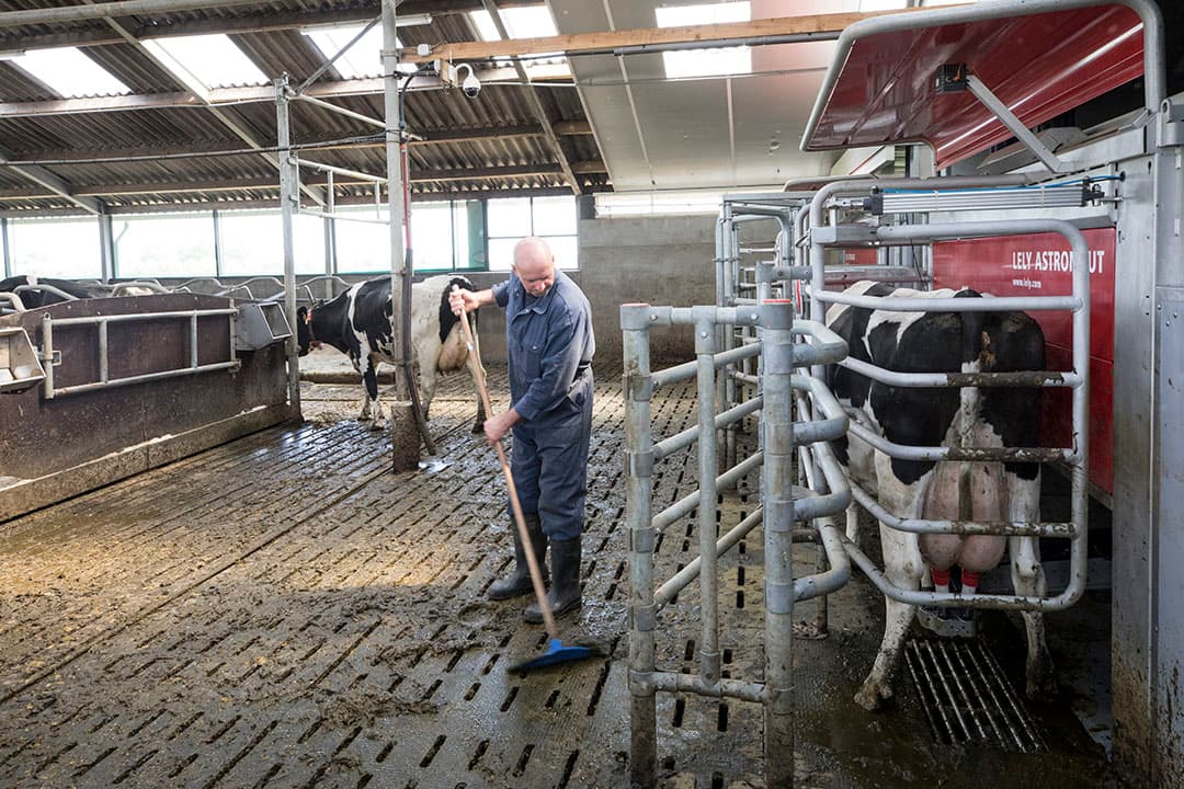 Het klaphekje aan het einde van de terugloopgang zorgt dat de koeien alleen naar de weide kunnen en niet terug.
