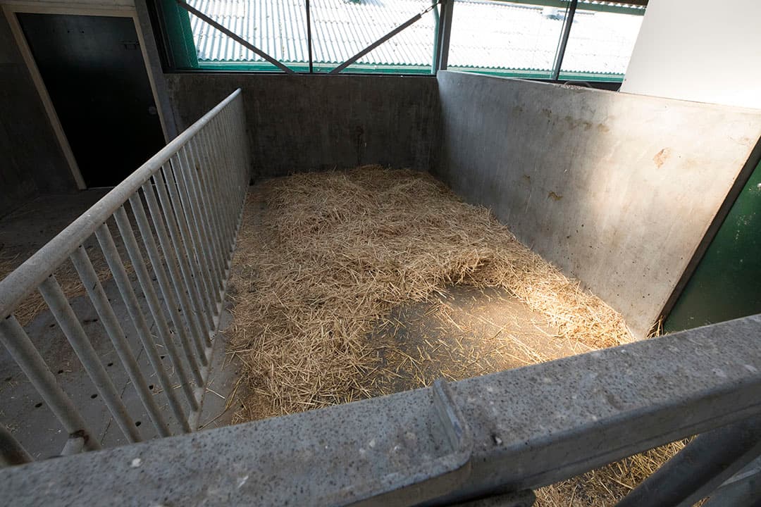 Het strohok bevindt zich strategisch naast de ruimte met de droge koeien en ook dichtbij de melkrobots.