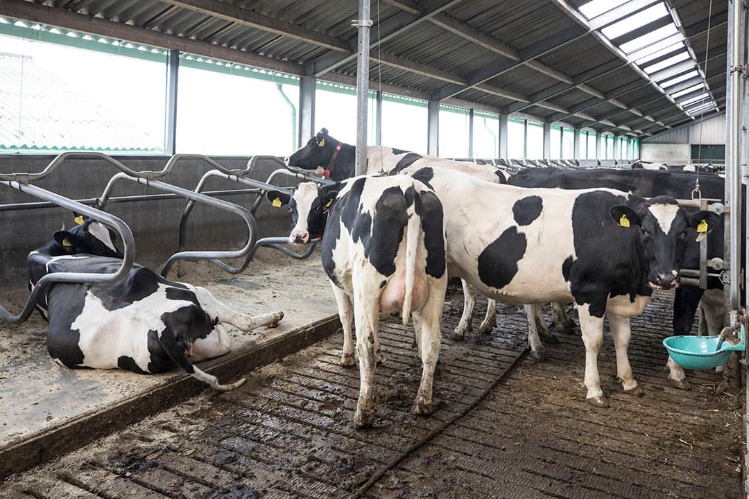 Tijdens een rigoureuze verbouwing, waarbij de oude 2x7 visgraat-melkstal volledig is weggehaald is ook een zijmuur gesloopt.