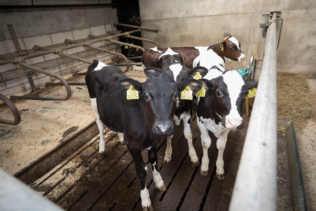 Op 4 juli stonden de 2 Lely A4-melkrobots op de juiste plek. Daarvoor werd al vanaf augustus 2017 met de robots gemolken achterin de stal.