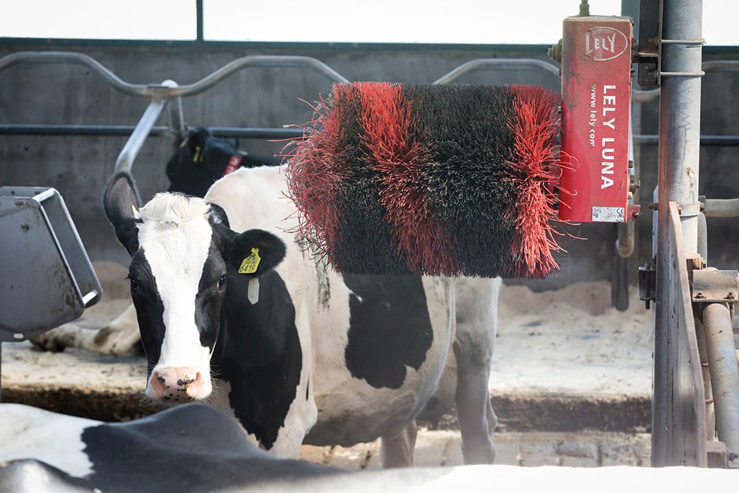 Tegelijkertijd met de verbouwing van de stal is naast de stal een terugloopgang gemaakt. De koeien lopen na een melking via deze gang naar de weide.