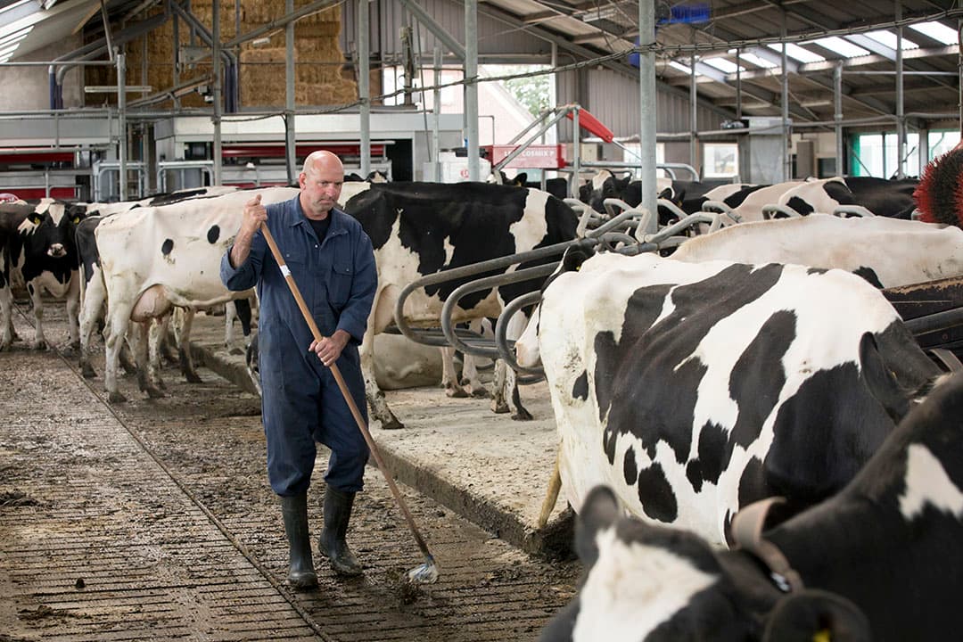 De flexibiliteit en de vrijheid vindt Van der Weerd de belangrijkste voordelen van de stalrenovatie.
