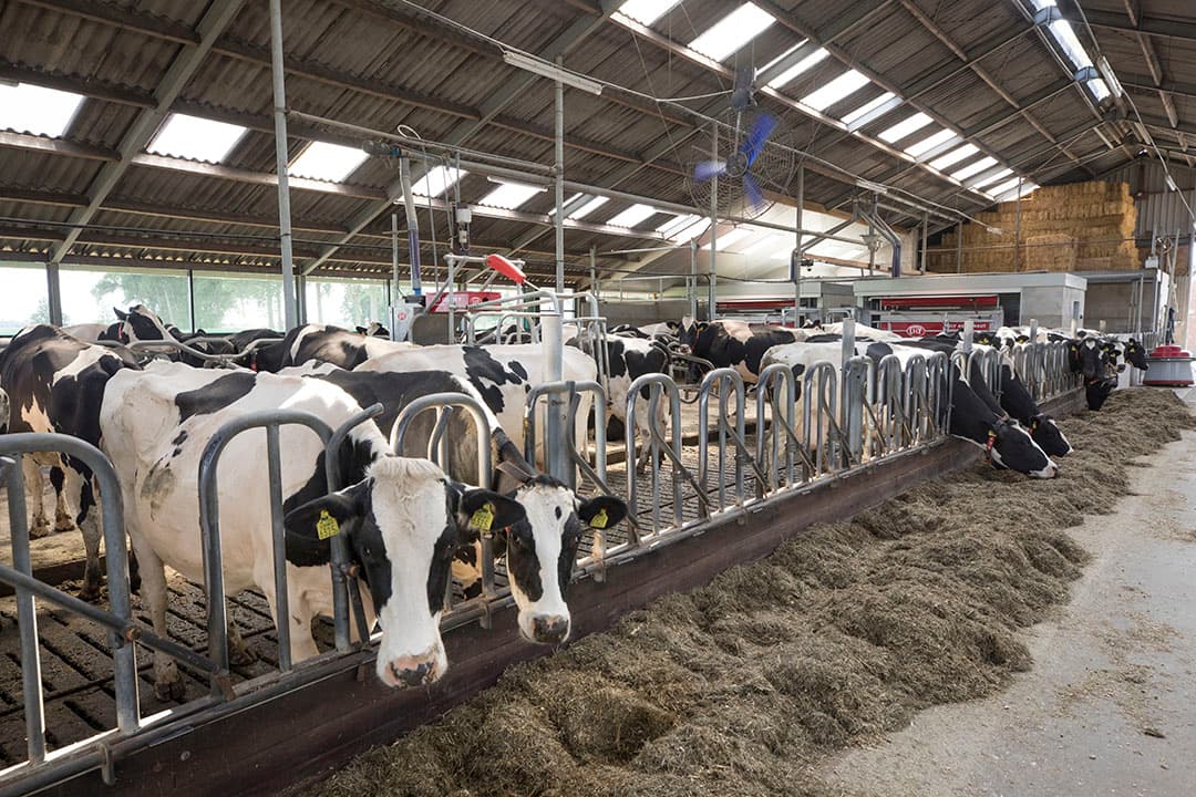 In totaal zit er 360 uur eigen arbeid in de stalrenovatie. De totale kosten van de renovatie kwamen uit op circa 2,8 ton, waarvan 1,8 ton voor de melkrobots.