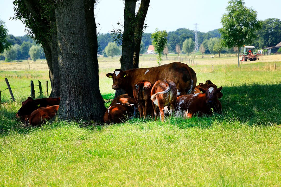 Foto: Henk Riswick