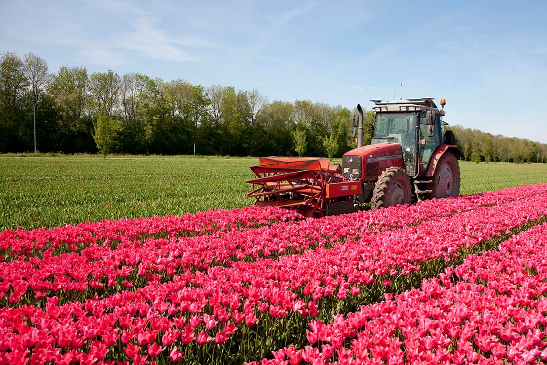 Foto: Koos van der Spek