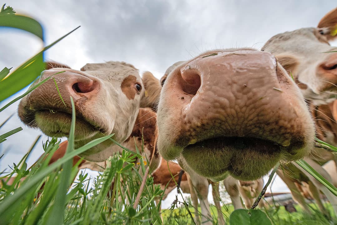 Op 70% van voor landbouw geschikte grond willen alleen marginale planten als grassen groeien, en alleen herkauwers kunnen daar wat mee. - Foto: ANP