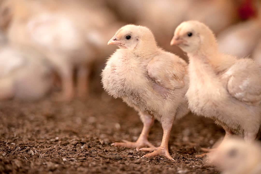 DutriRock-poeder werd aangebracht onder het strooisel, om tijdens de ronde te blijven ontsmetten.