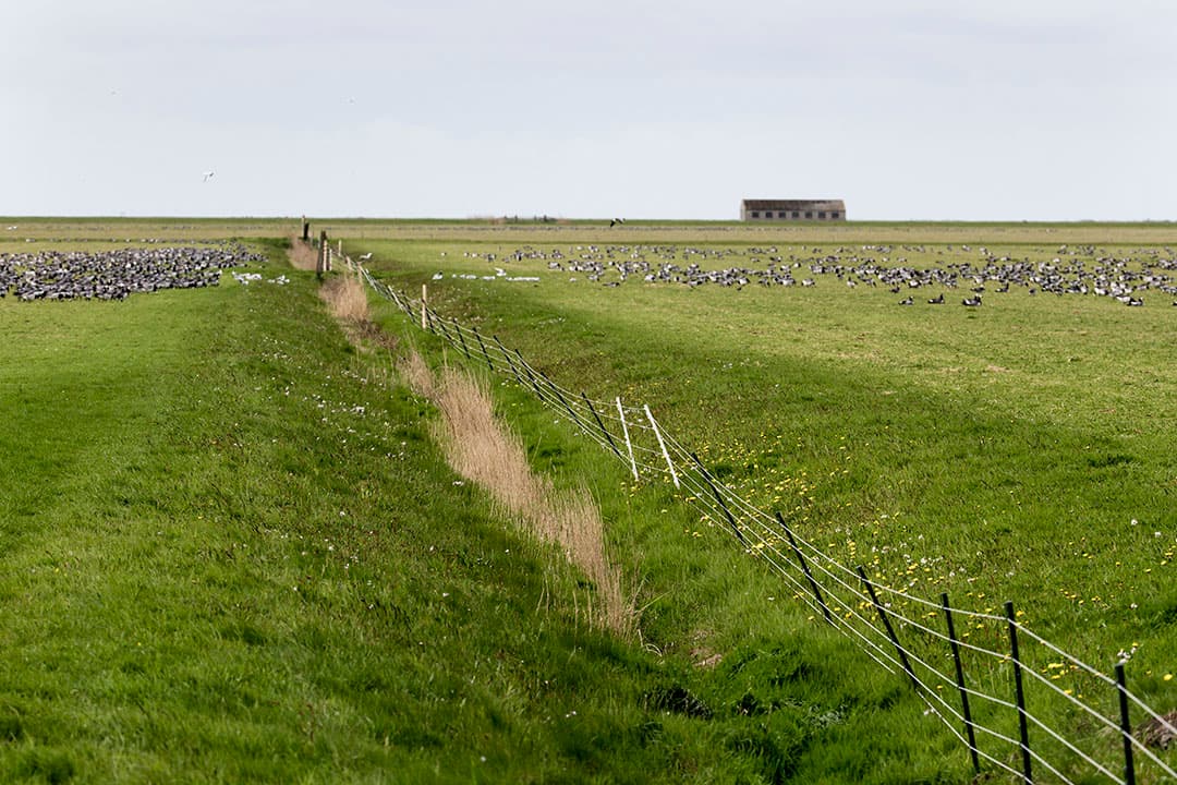 Foto: Anne van der Woude