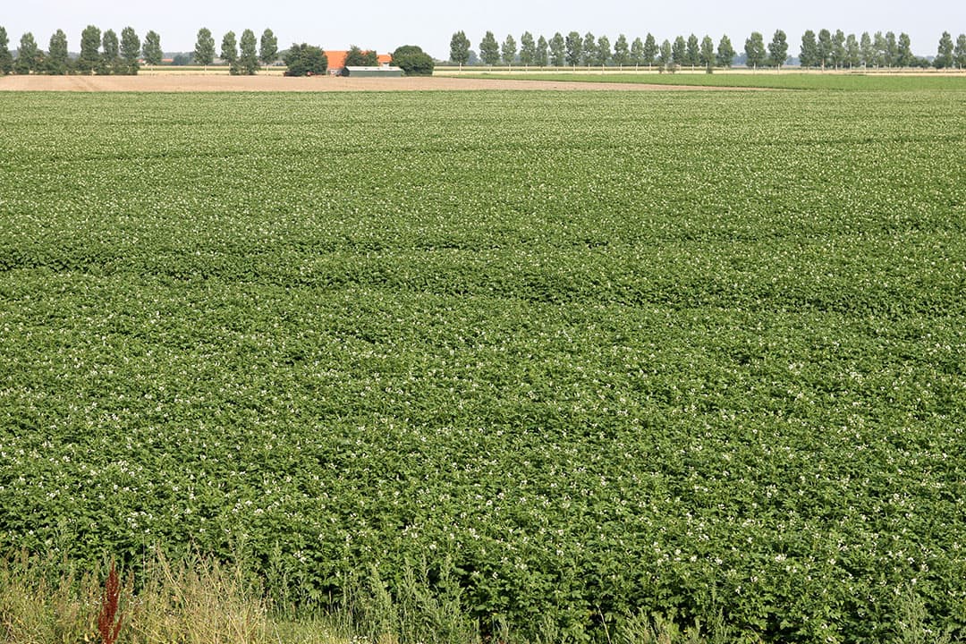 Foto: Peter Roek