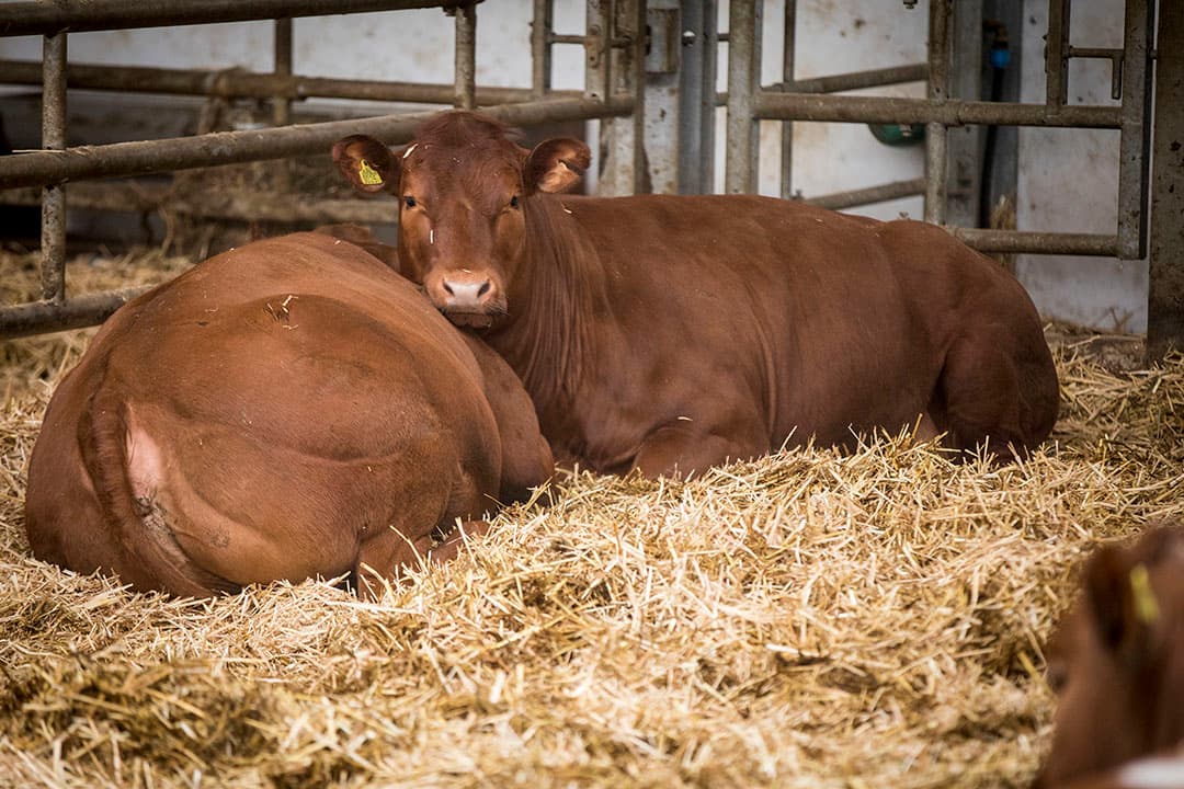 Foto: Koos Groenewold