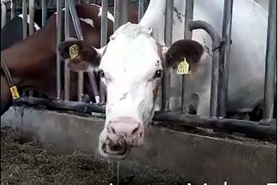 Foto: screenshot film Frederik van der Sluit, Gelre Dierenartsen