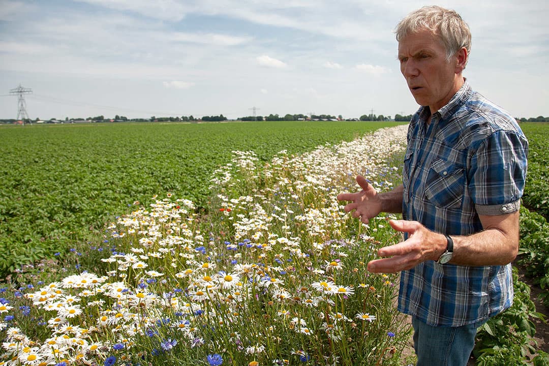 In een bloemenstrook laat Mulder zien hoeveel insecten hier op af komen. Veel van deze insecten zijn luizeneters, deze helpen hem om de luizenpopulaties in de cultuurgewassen in toom te houden. - Foto s: Hans Banus