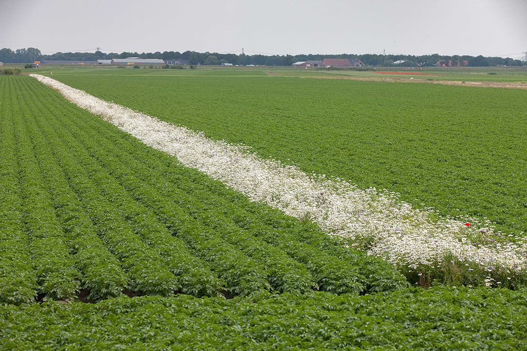 Mulder wijst op een project van de werkgroep Boerenbuitengebied waarvan hij lid is. In het project is het gelukt om de grauwe klauwier weer naar het gebied te lokken. Als de grauwe klauwier in het gebied wil nestelen, is dat volgens Mulder een indicatie dat er veel insecten zitten en dat het met de biodiversiteit in het gebied de goede kant op gaat.
