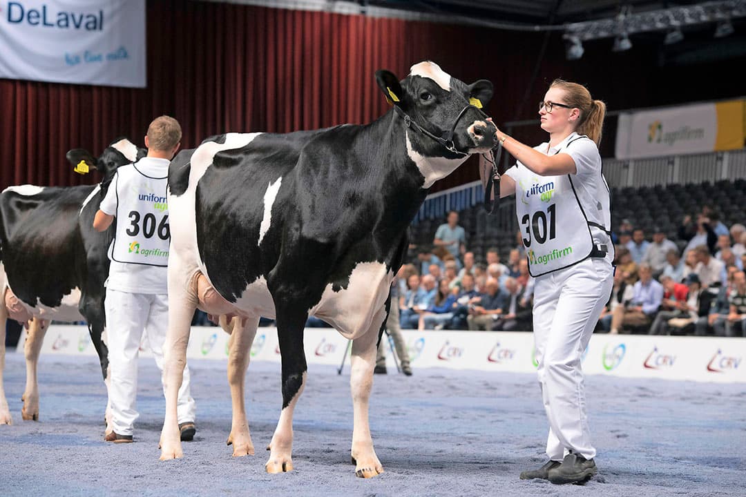 2 jaar geleden overtuigden de Jotani-dochters met goed gebouwde kruizen waardoor uier en benen optimaal tot hun recht kwamen. Dit keer trokken de uiers de meeste aandacht. Veel toeschouwers hadden wel graag wat meer massa gezien bij deze roodbonte dochters.