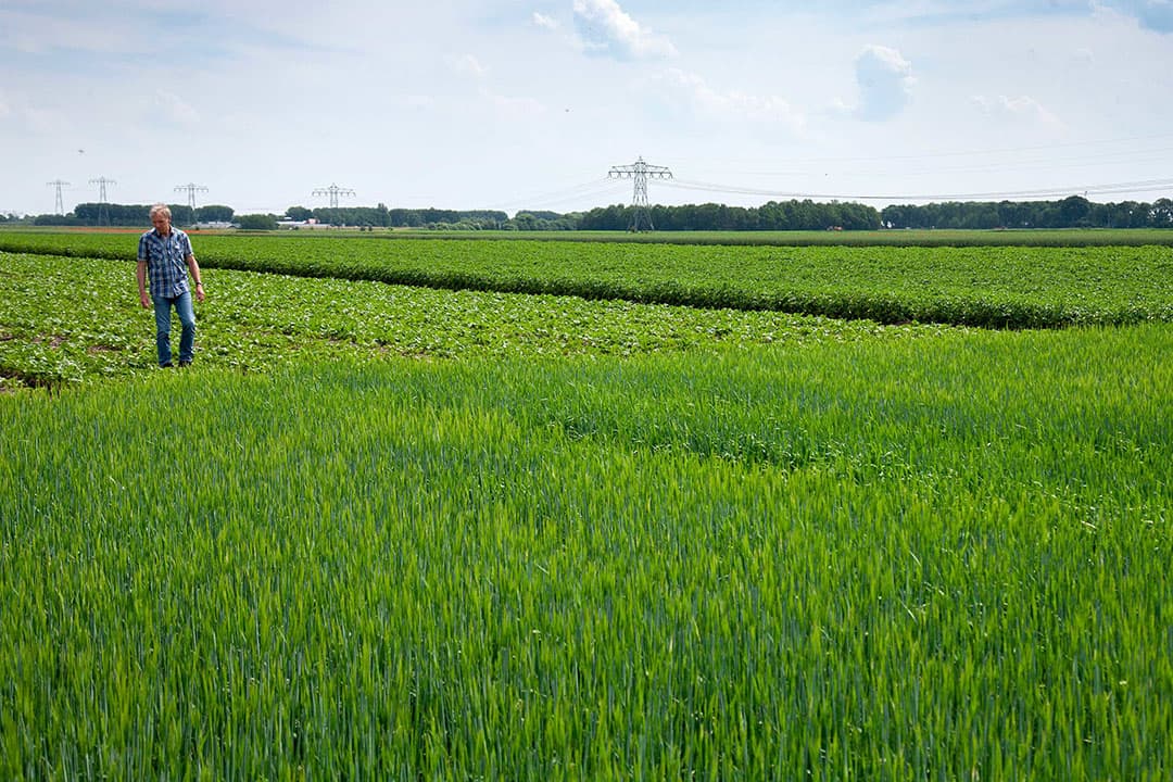 Een berm zoals Mulder die graag ziet. Met bloeiende planten die na verschraling vanzelf weerkomen. Om tot een meer natuurinclusieve landbouw te komen, is het volgens Mulder nodig dat ook de overige grondgebruikers, zoals gemeente en waterschap, hun verantwoordelijkheid nemen voor de ontwikkeling van een natuur inclusief boerenbuitengebied.