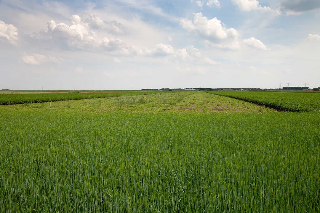 Het idee van strokenteelt is dat de afwisseling meer kansen biedt aan nuttige insecten die helpen bij plaagbestrijding in de gewassen. Bij grondbewerkingen of oogst van een gewas is er altijd een strook met een ander gewas waarin insecten, vogels of andere dieren een goed heenkomen kunnen zoeken.
