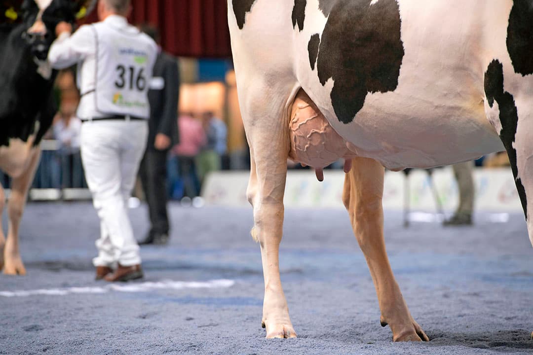 Direct na de pauze kwam de groep van De Su Nirvana in de ring. Ook Nirvana is een zoon van Mogul en ook deze dochtergroep werd door Heemskerk in de ring gebracht. Attent liepen de grote Nirvana-dochters door de ring.