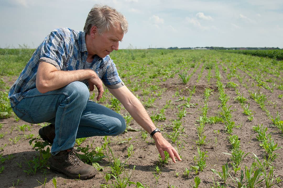 Een natuurstrook die Mulder als proef in de herfst al inzaaide. Eerst leek er niets van terecht te komen, maar nu staan er toch voldoende planten. Klaproos overheerst.