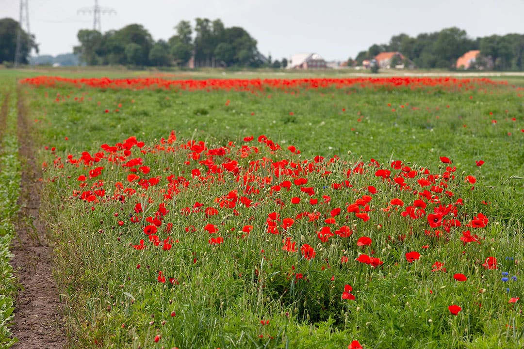 Naast een perceel heeft Mulder een strook met solitaire struiken aangelegd. Vogels benutten die als uitzichtpunt en om in te nestelen. Ook nuttige insecten vinden er een schuilplaats. Om zonder insecticiden te kunnen telen, is minimaal 5% natuurlijke begroeiing nodig.