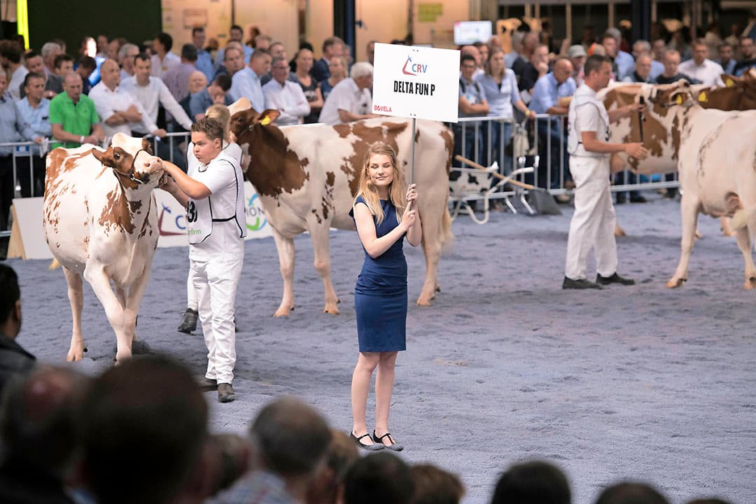 Op de stand hadden de Malki-dochters al de nodige aandacht getrokken, omdat ze allemaal zeer zwarte velletjes hadden. Daarbij vertoonden ze veel melkuitstraling met hun dunne huid en attente koppen.