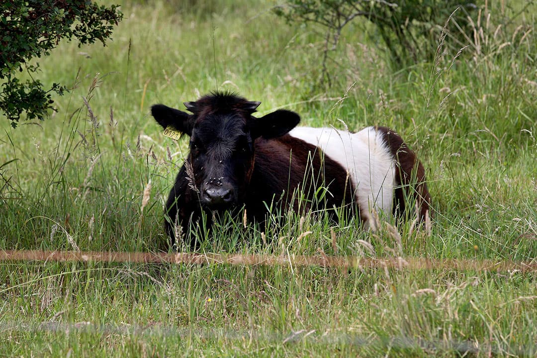 Een nieuwe aanpassing in de bedrijfsvoering naar een meer natuur inclusieve landbouw die Mulder oppakt, is het telen op stroken. Een bijna 20 hectare groot perceel heeft hij dit jaar verdeeld in 11 stroken met een breedte van 27 meter waarop verschillende gewassen komen.