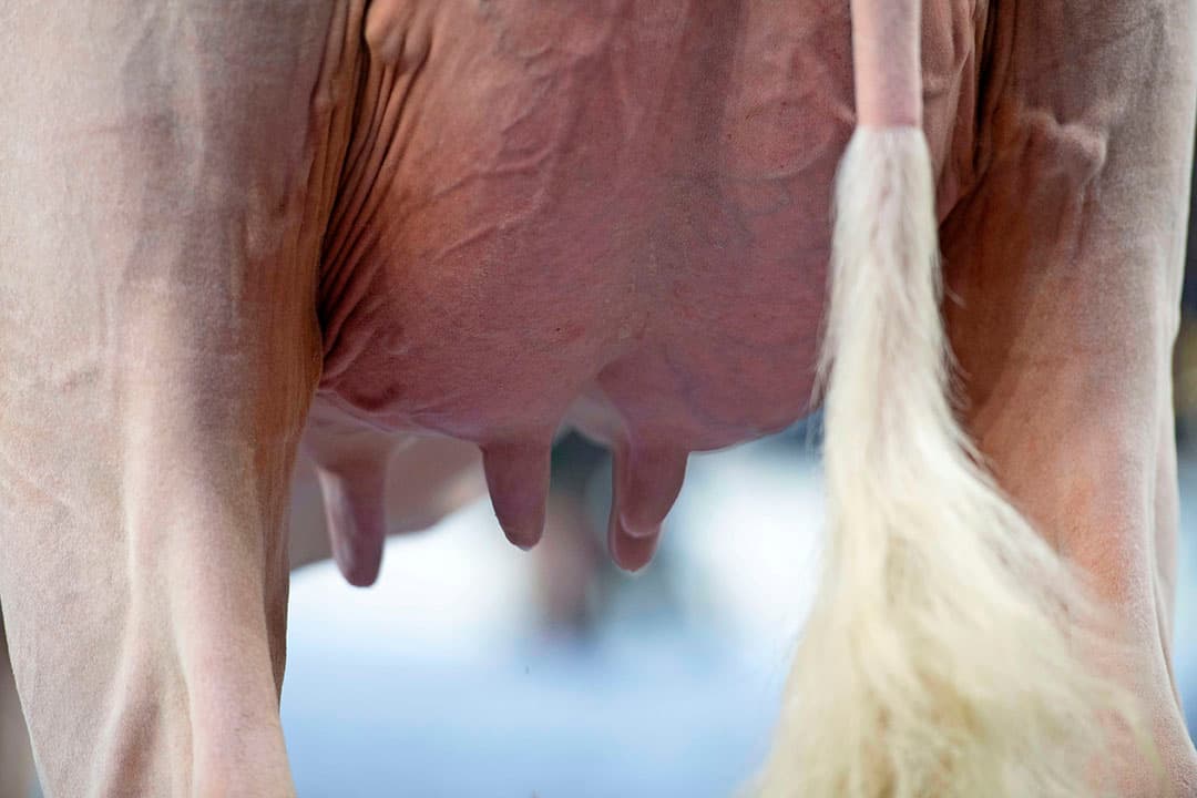 Pieternel 42 geeft goed weer waarom er over de Big Malki-dochters werd gepraat. De koeien waren mooi uitgezwaard, voorzien van diepe ribben en goed gevormde uiers. De benen hebben voldoende bot waarop met ruime stap gelopen wordt. Dat de Malki dochters goed produceerden was zichtbaar, maar productiedrang ging niet ten koste van bouw of reserves.