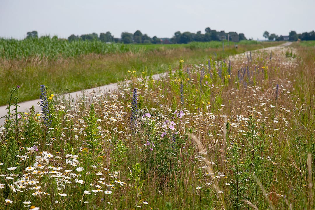 De natuurstrook zaaide Mulder niet aan de rand van de kavel, maar in het perceel. Dat doet hij omdat de onkruiddruk daar beduidend lager is dan aan de randen. Onkruid mag in de natuurstroken namelijk niet chemisch bestreden worden.