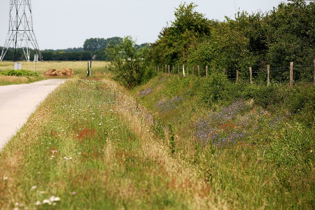 Een met bloemenmengsel ingezaaide berm. De werkgroep heeft het onderhoud van de wegbermen naast de percelen van de gemeente overgenomen. De bedoeling is om de bermen te verschralen, zodat deze ook een bijdrage leveren aan de biodiversiteit in het gebied.