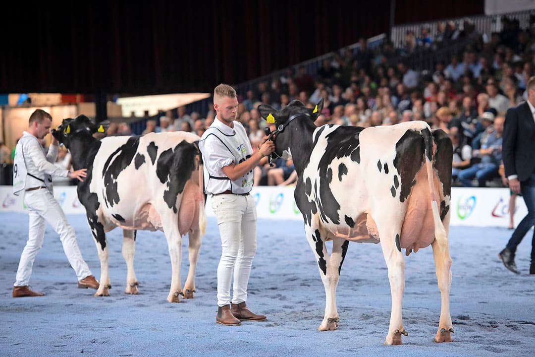 Poppe Ferdi-dochters waren een stuk kleiner dan de voorgaande groep. De jeugdige vaarzen stapten met hun lange rug soepel door de ring. Iets te beweeglijk, bleek uit de wat onrustige presentatie. Volgens KI Kampen was Ferdi al maanden de meest verkochte stier.