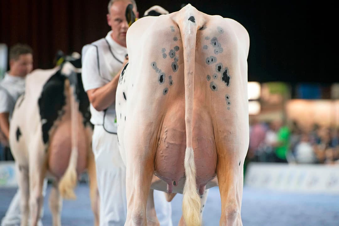 De ondiepe uiers zaten vrijwel in het lichaam verzonken. In bouw hadden de Fitz-dochters een zeer strakke ruglijn, een sterke korte nek en een diepe voorhand. Iets meer ruimte en soepelheid in het achterstel zouden niet misstaan.