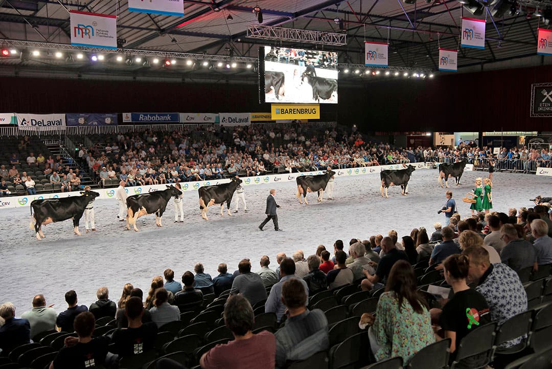 De uiers imponeerden door hun vaste aanhechting. Van voor en achter hoog, breed aan het lichaam. Daarbij waren de aderen goed zichtbaar op het uier. Dat maakt de Fun P ook nog eens tot een showtopper.