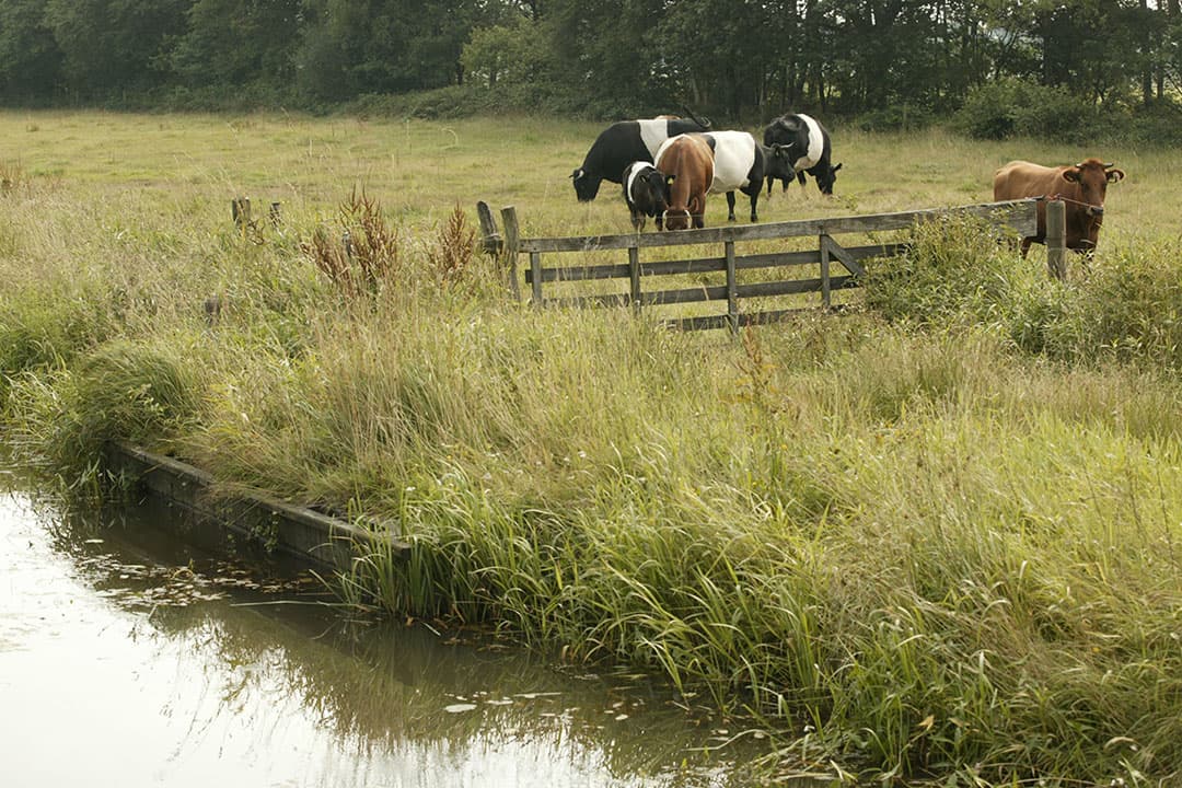 Foto: Koos Groenewold