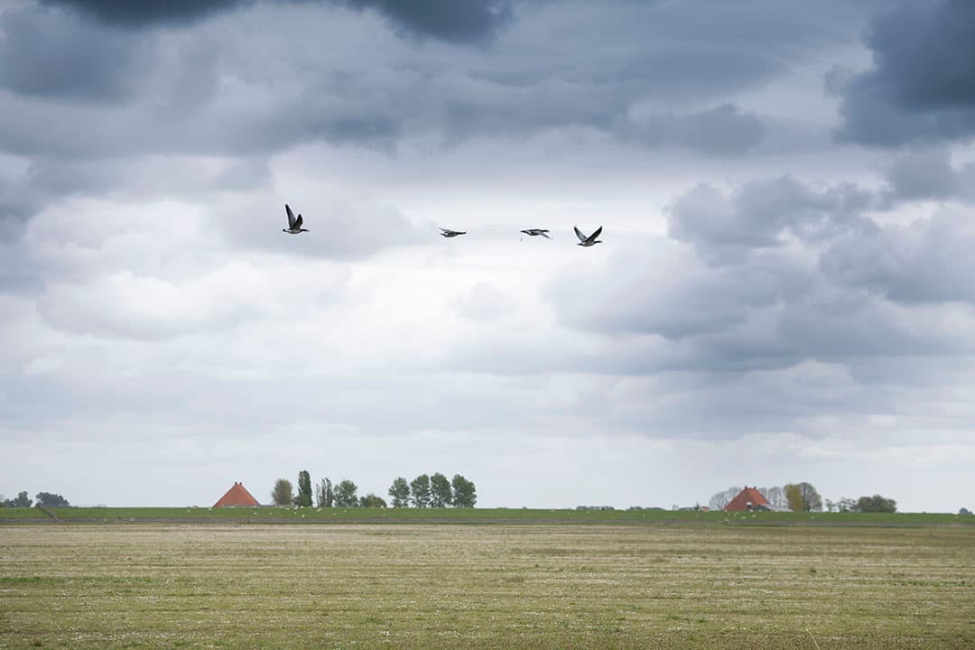 Foto: Mark Pasveer
