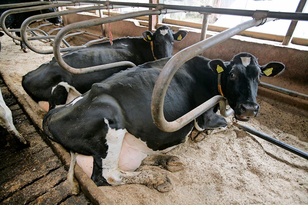 Foto: Koos Groenewold