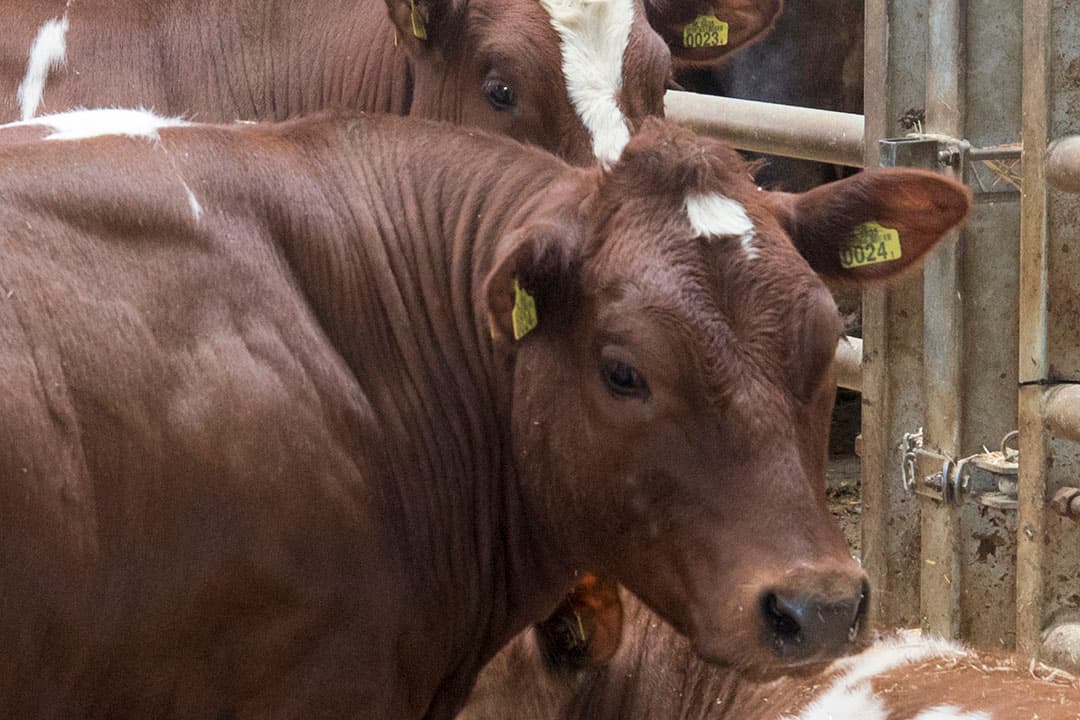Foto: Koos Groenewold