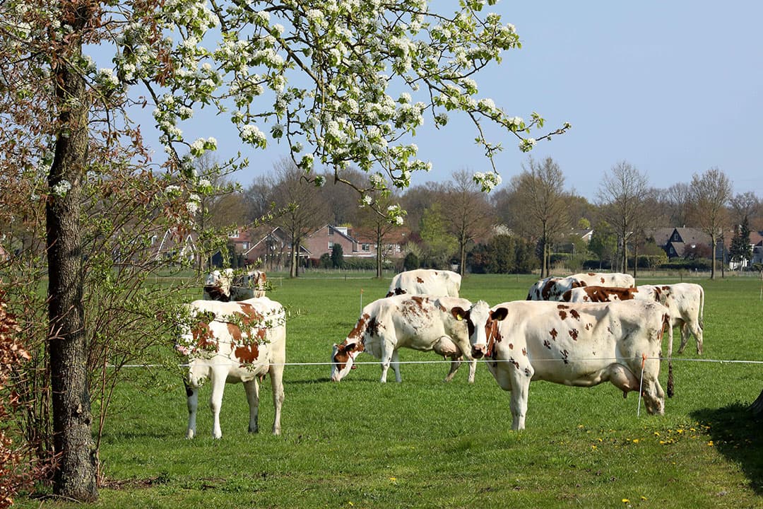Foto: Henk Riswick