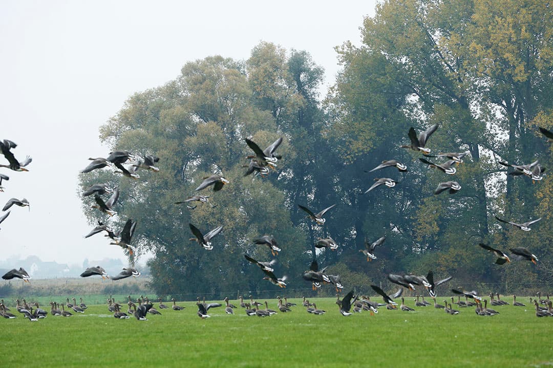 Foto: Henk Riswick
