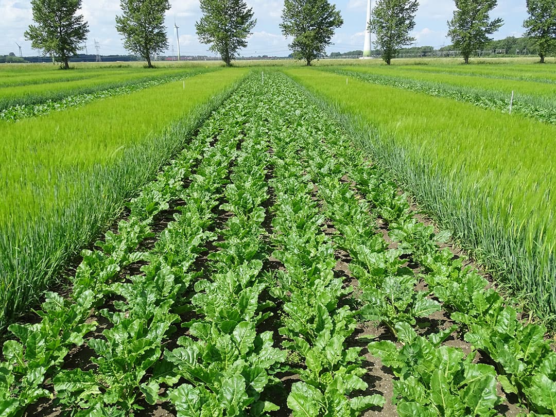 De zomergerst beschermde de bieten tegen luizen. - Foto: WUR