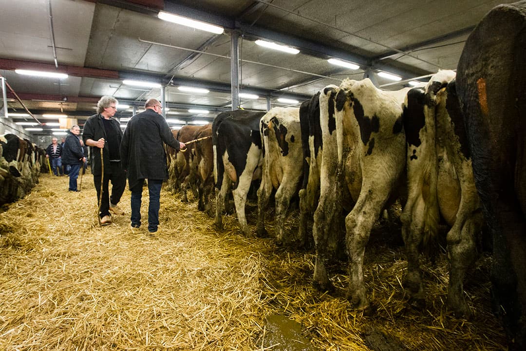 Foto: Anne van der Woude