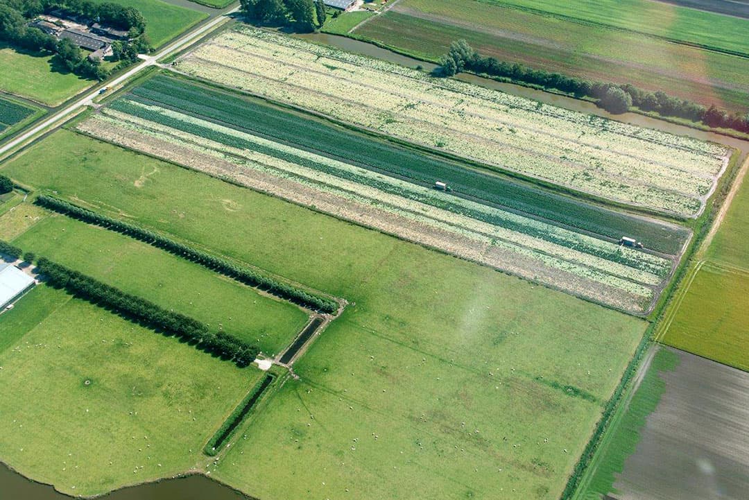 Bollen? Nee het lijkt erop dat hier vroege aardappelen voor de verkoop met de hand gerooid worden.