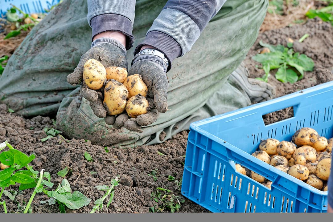 Bij de start van het  ronde seizoen rooit Kee enkele weken in bakken van 6 kilo. De primeuraardappelen gaan naar speciaalzaken en kleinhandel. Als meer telers beginnen met rooien, gaan de rondes in 15 kilo-bakken. Een deel van de late oogst gaat naar supermarkten.