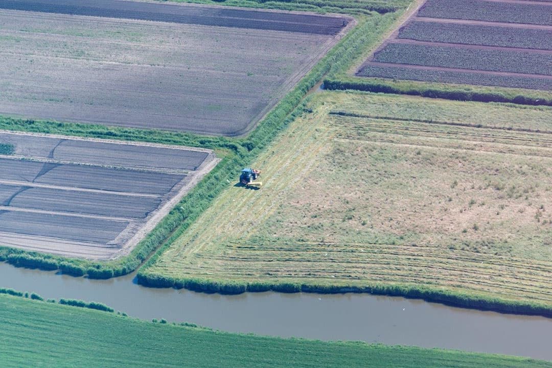 Maaien van geel gewas gras.