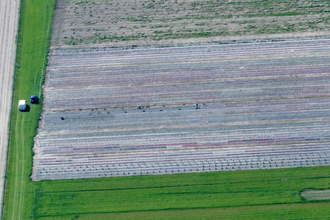 Selectie door een pootgoedteler in de Wieringermeer.