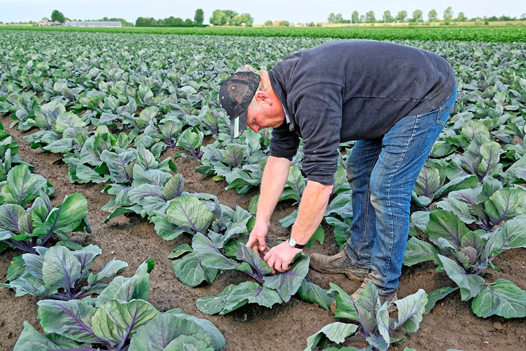 Kee teelt naast aardappelen ook 10 hectare rodekool en 7 hectare wintertarwe.