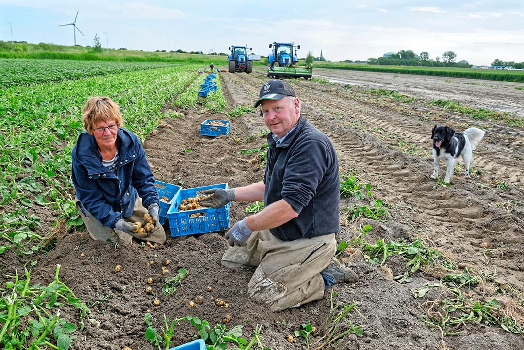 Met name rodekool helpt in rotatie met aardappelen goed in de bestrijding van aardappelmoeheid.