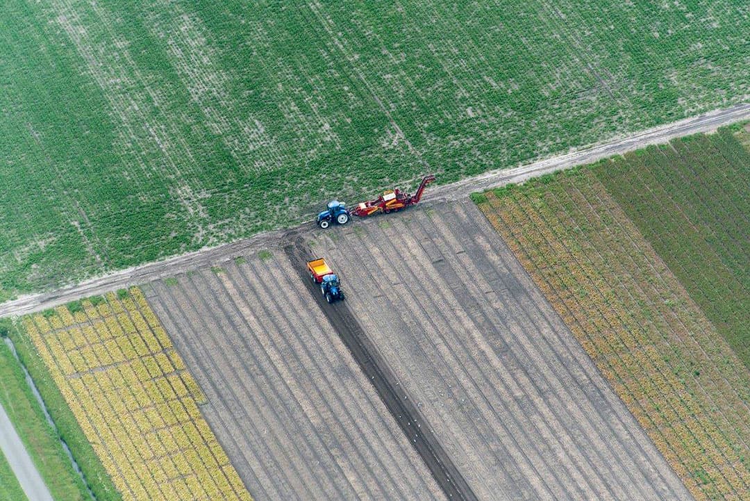 Onderin beeld een selectiekar. Van afstand te zien wordt nog niet veel virus gevonden. De selectiekar bevat nog weinig planten en gaten in het gewas zijn er ook niet.