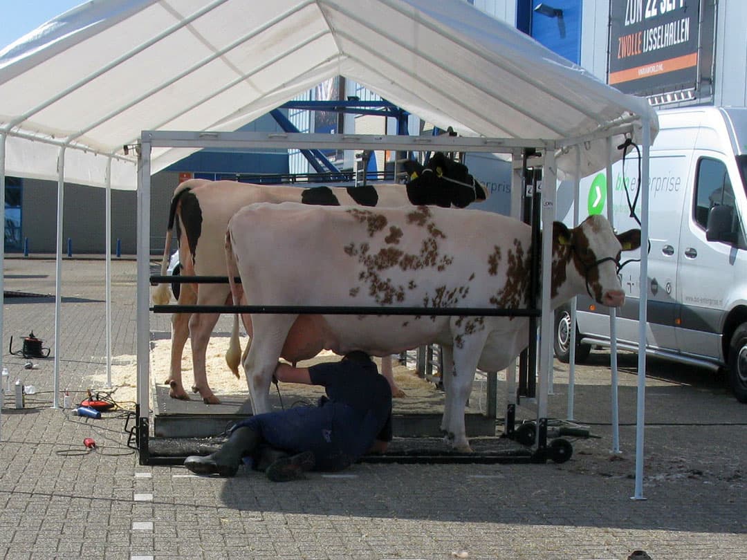 Vanwege de warmte werden de eerste Friese koeien op woensdagmorgen 11 uur aangevoerd. Bij vertrek had de zon Friesland nog niet bereikt en kwam de temperatuur nauwelijks boven de 20 graden uit. De vervroegde aanvoer had zeker zijn voordelen voor dier en mens.