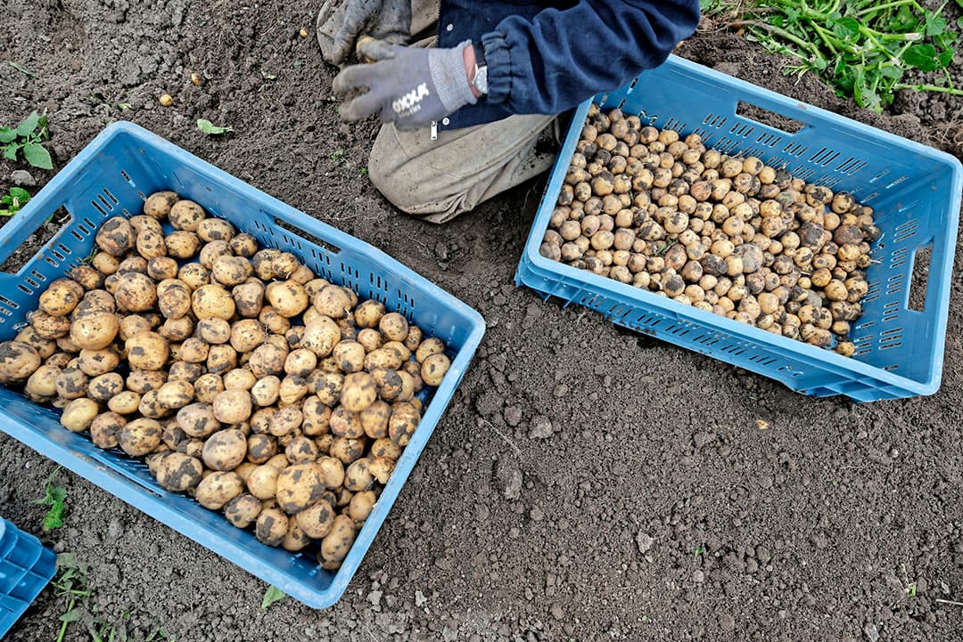 Opperdoezer Rondes zijn vooral erg populair bij consumenten in Groningen, Friesland en Drenthe.