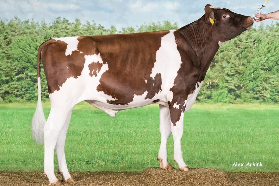 Kingfarm Holsteins Anreli-red