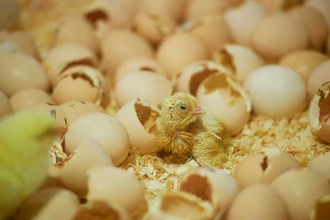 Foto: Van Assendelft Fotografie